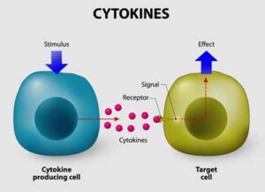 Cytokines