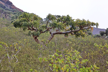 Boswellia treee