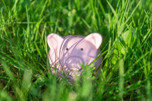 Piggy in grass