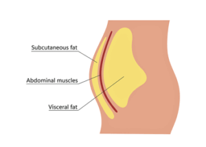 Visceral fat