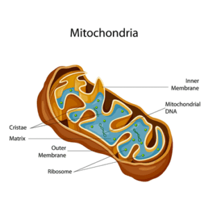 mitochondria cristae