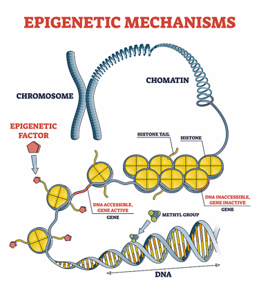 Epigenetics 