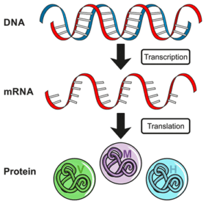 gene expression