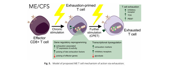 A model of T-cell exhaustion