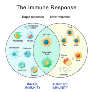 Immune response