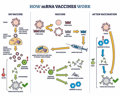 mRNA vaccine