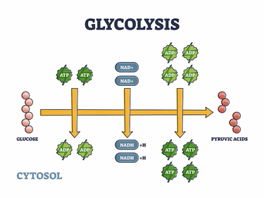 Glycolysis