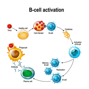 B-cells activation