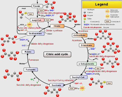 Citric acid cycle