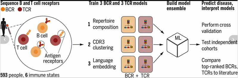 The Mal-D model